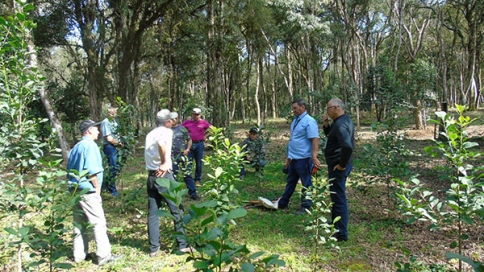 Encontro técnico de capacitação para manejo de erval cultivado no Sistema Agro Floresta.